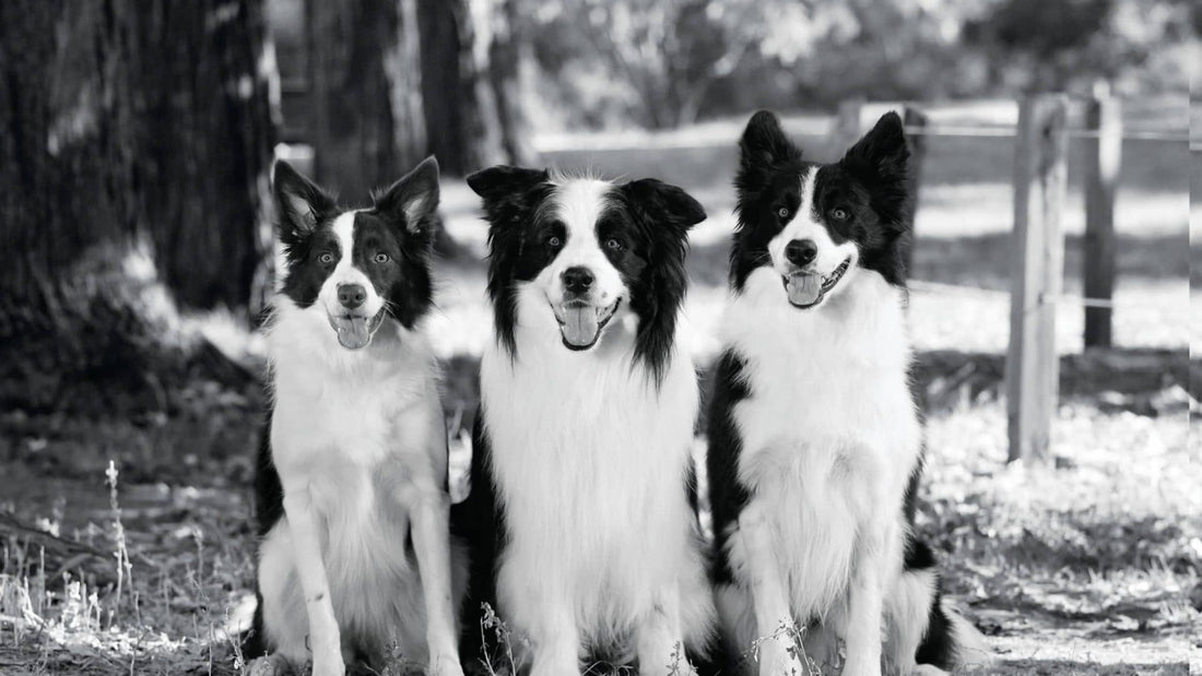 Nourriture pour chien adulte (1-7 ans)