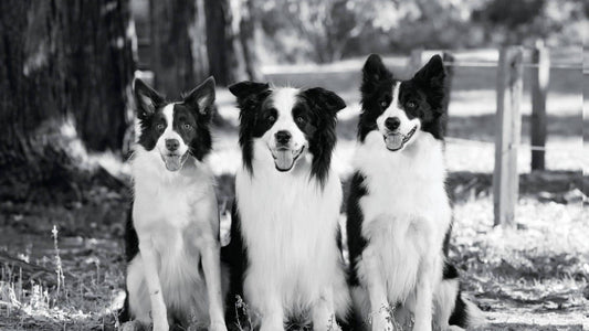 Nourriture pour chien adulte (1-7 ans)