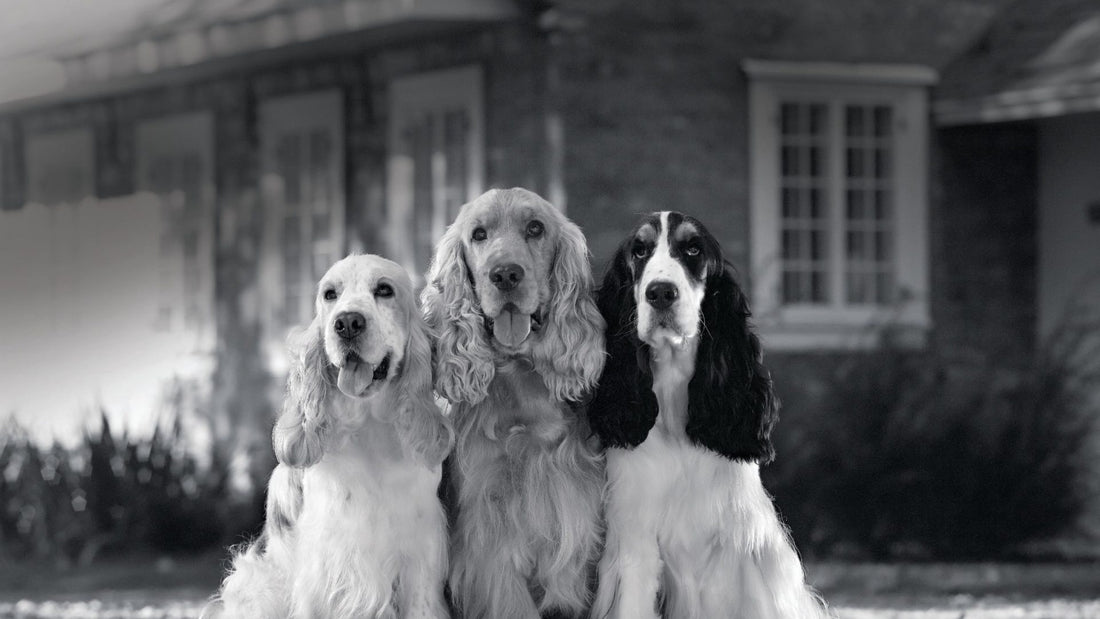 Nourriture pour chien âgé (7 ans et +)