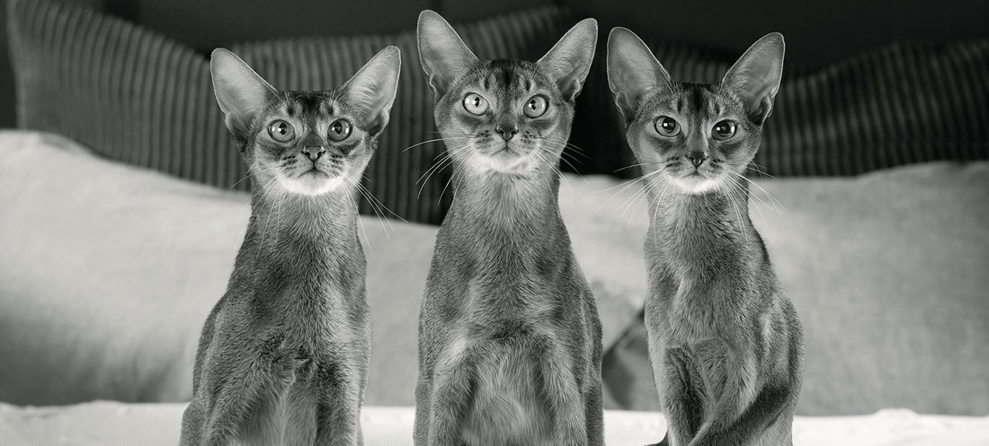 Santé urinaire chez le chat
