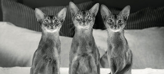 Santé urinaire chez le chat